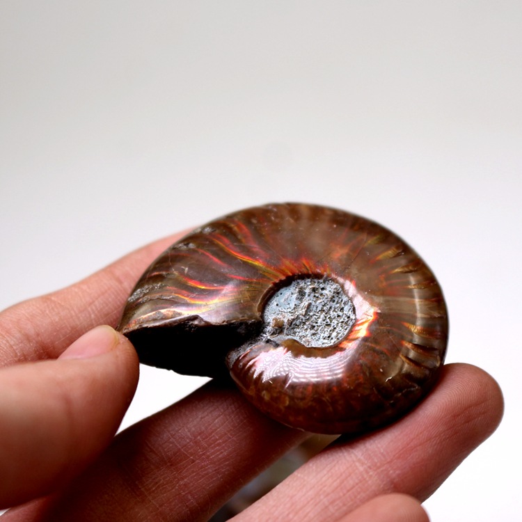 七彩螺菊石古海洋生物化石原石头斑彩螺吊坠科普教学标本