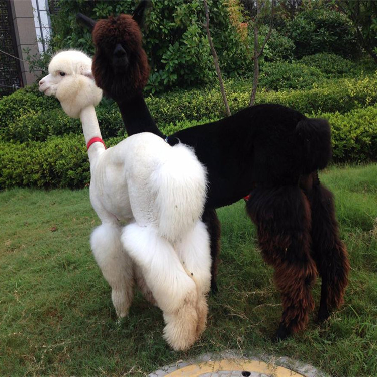 四川附近有出售萌宠羊驼的吗 多少钱一只 有白色的吗