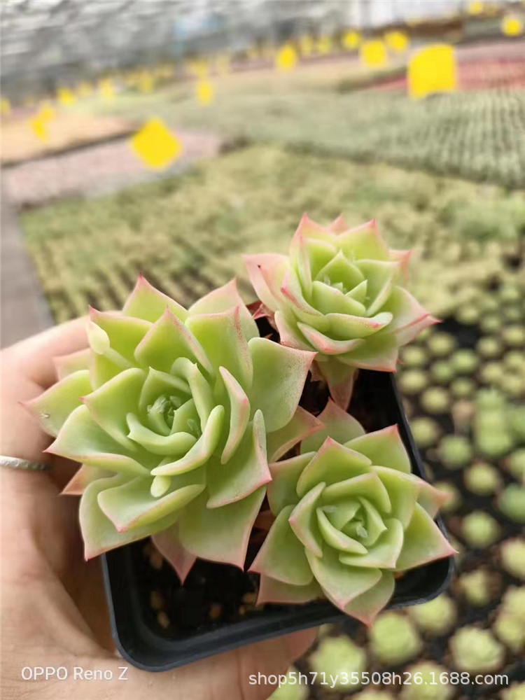 0889大棚特价批发多肉植物 梅格丽单双头盆7cm多肉新品状态实拍发