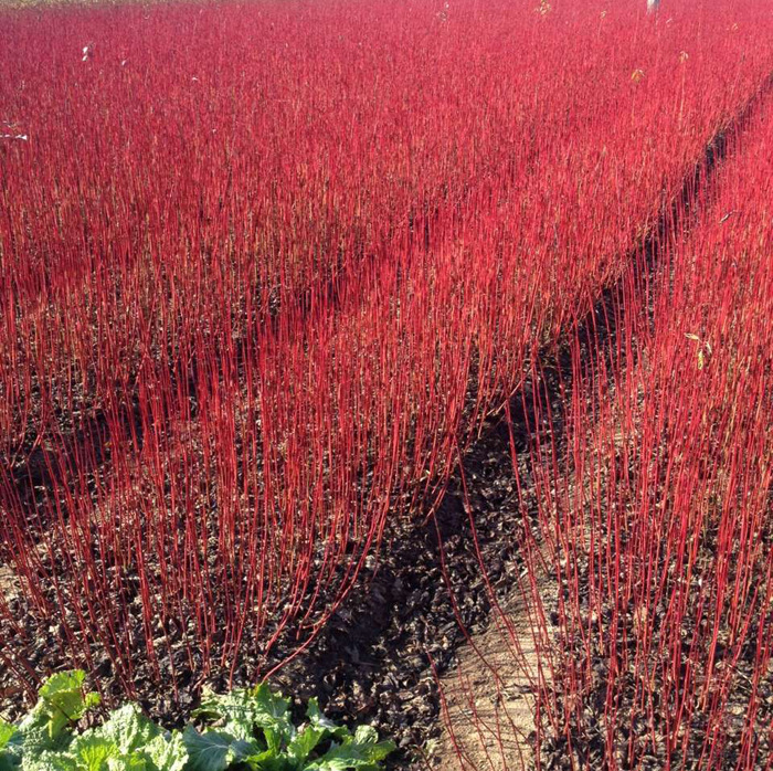 绿化苗木彩色树种红瑞木树苗红马球红梗木凉子李小燕花卉植物盆栽