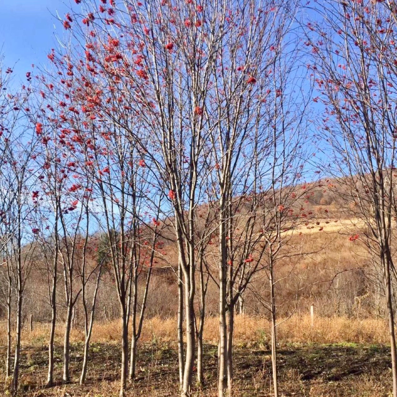东北辽宁供应绿化苗木 百花花楸 耐寒乔木价格合理