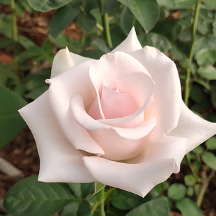 鲜花批发 昆明鲜花基地直销粉佳人月季花苗四季观赏花苗 盆栽