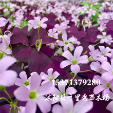批发紫叶酢浆草种球颜色艳丽打造花海生命力强质优价廉量大优惠