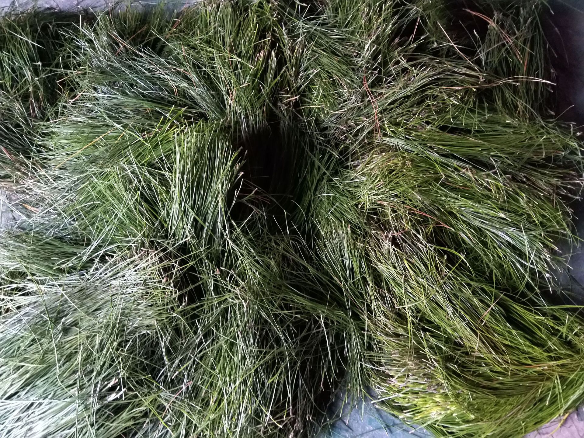 松针纯露 头道饱和无添加 天然纯正 花水纯露厂家直供