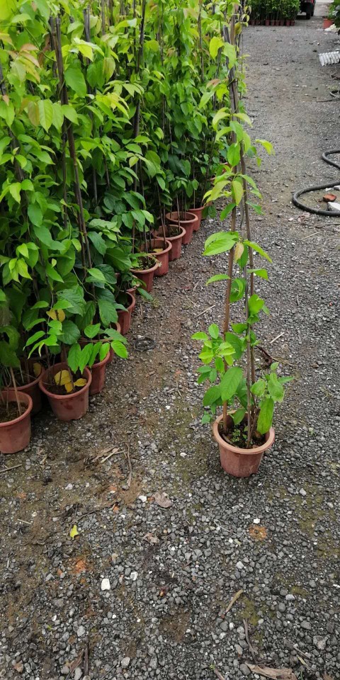 907供应 使君子 1-2米高盆栽苗 攀援藤本 垂直 立体绿化 基地直销