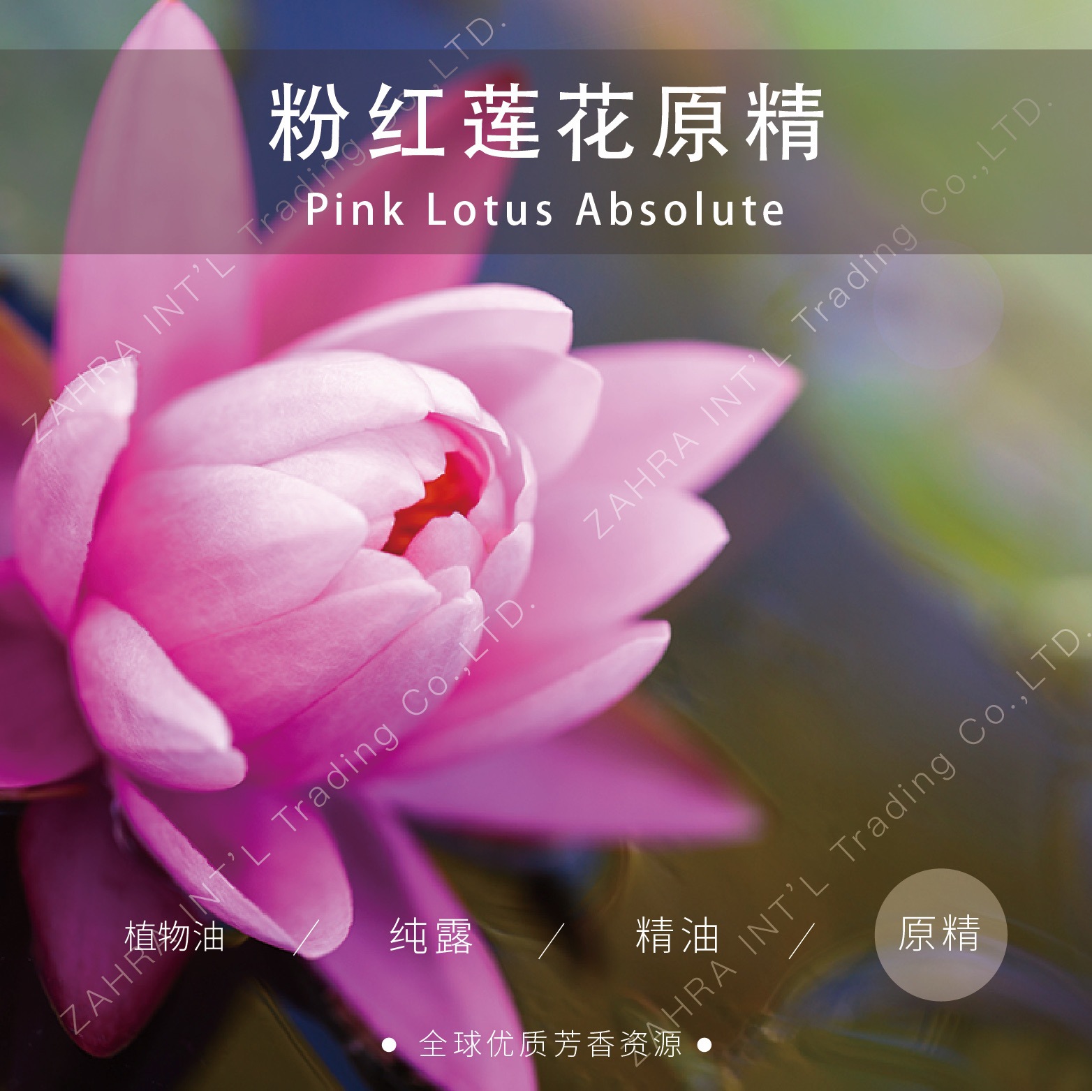 0成交9瓶相似粉红莲花精油印度原料批发 足疗会所适用spa按摩精油阿塔