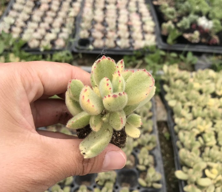 白熊实拍 群穴盘苗 熊童子 3-4cm红爪 透白 熊爪多肉植物