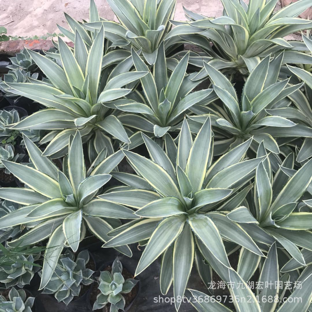 龙舌兰翡翠盘锦水晶宫龙舌兰锦狐尾鹦鹉嘴龙舌兰常绿景观多肉盆栽