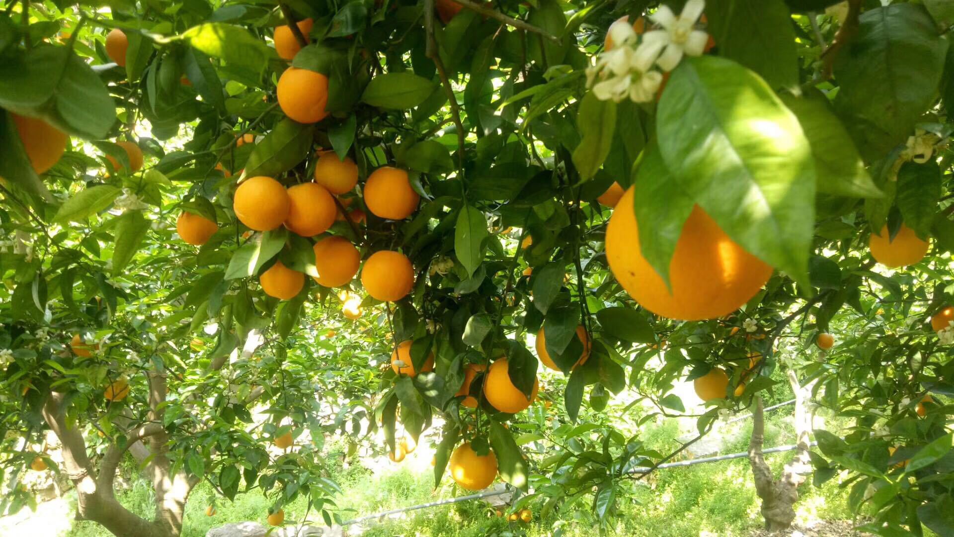 橙子秭归夏橙新鲜橙子非脐橙红橙冰糖橙应季孕妇水果一件代发