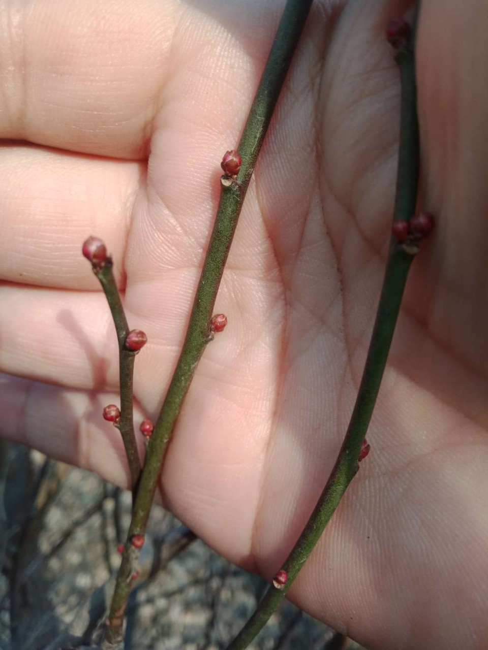 原生红梅苗批发优质红梅小苗骨里红梅花红花红梅