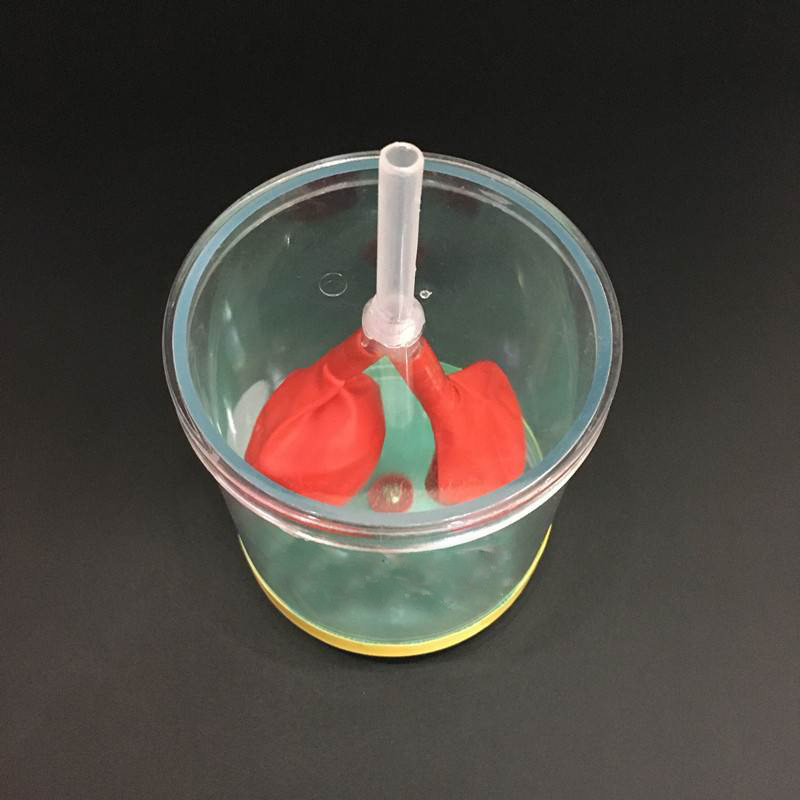 膈肌运动模拟器 j33225 中学生物实验器材模型 初中高