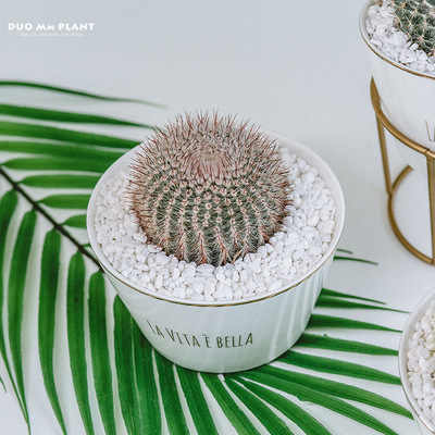 ins仙人球仙人掌盆栽开花办公室防辐射桌面室内仙人掌类植物盆景