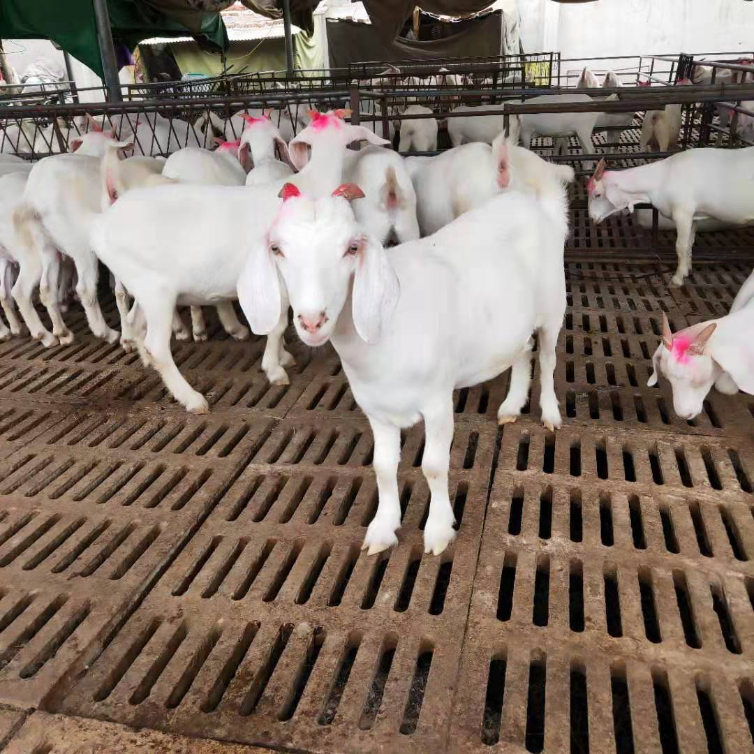 优质白山羊种羊育肥羔羊怀胎羊羊苗价格白山羊哪里有卖的