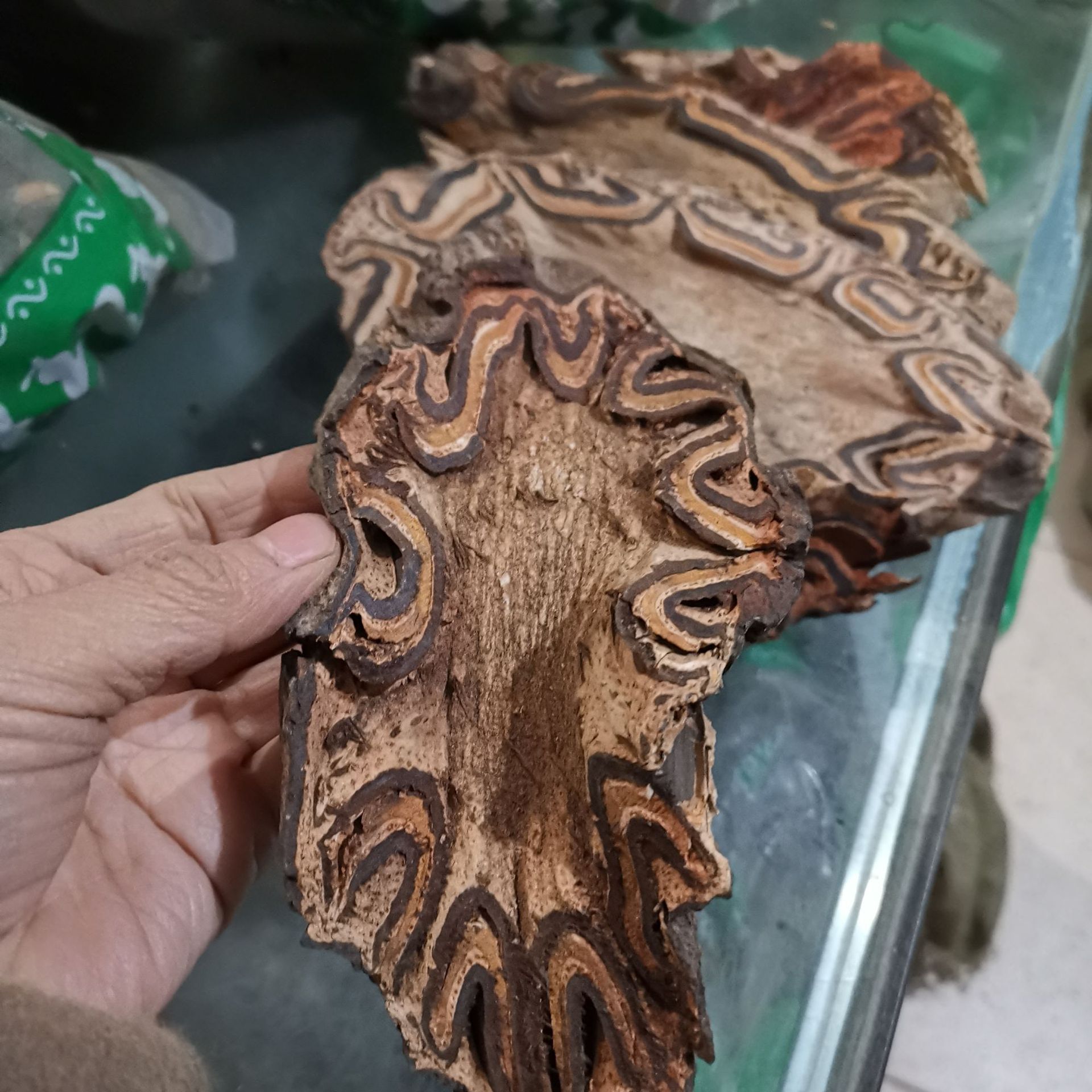 中药材龙骨风龙骨风飞天蠄蟧大贯众量大从优