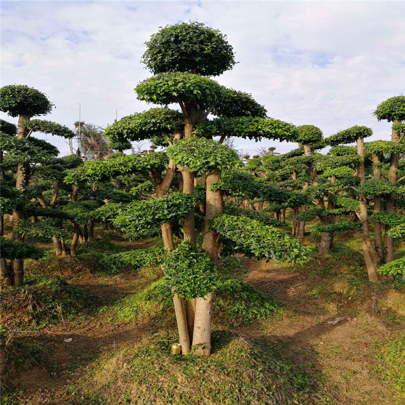 产地直销小叶女贞造型树  精品女贞桩景 水蜡树桩 适合庭院桩景