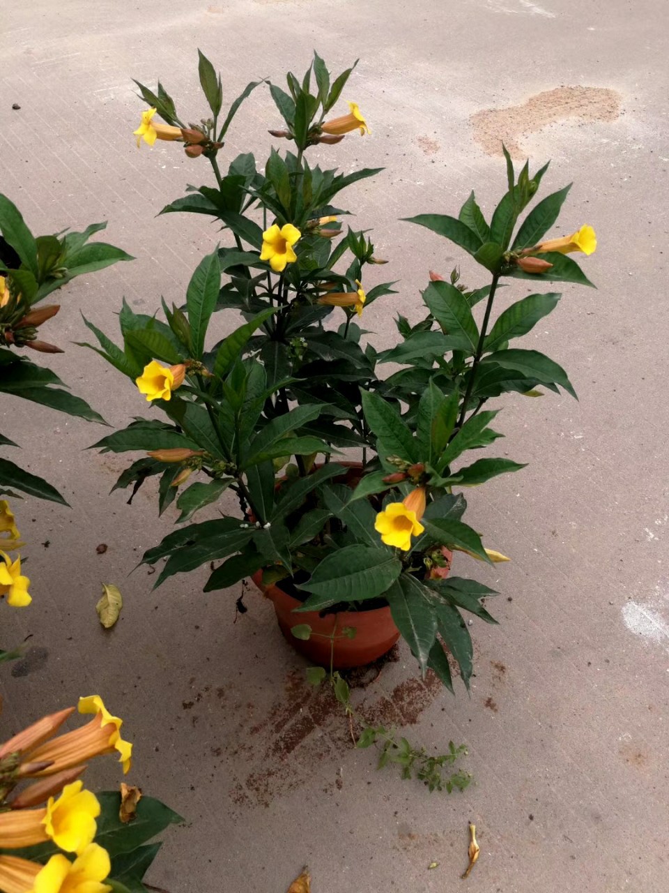 903供应硬枝黄婵4060cm高盆栽苗金蝉花