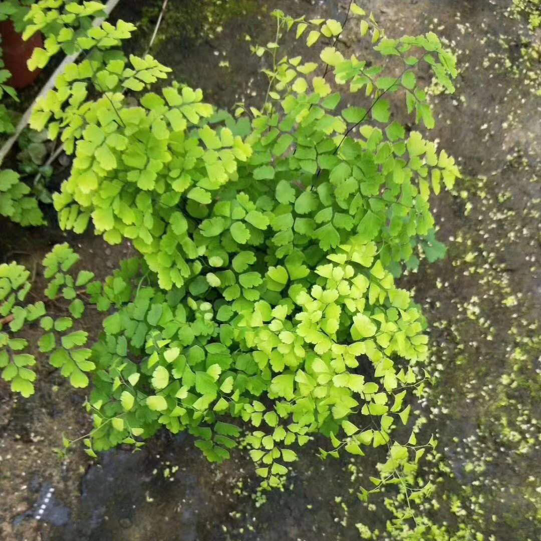 【基地直供】小盆栽植物花卉观叶植物绿墙绿化专用120飞雪铁线蕨