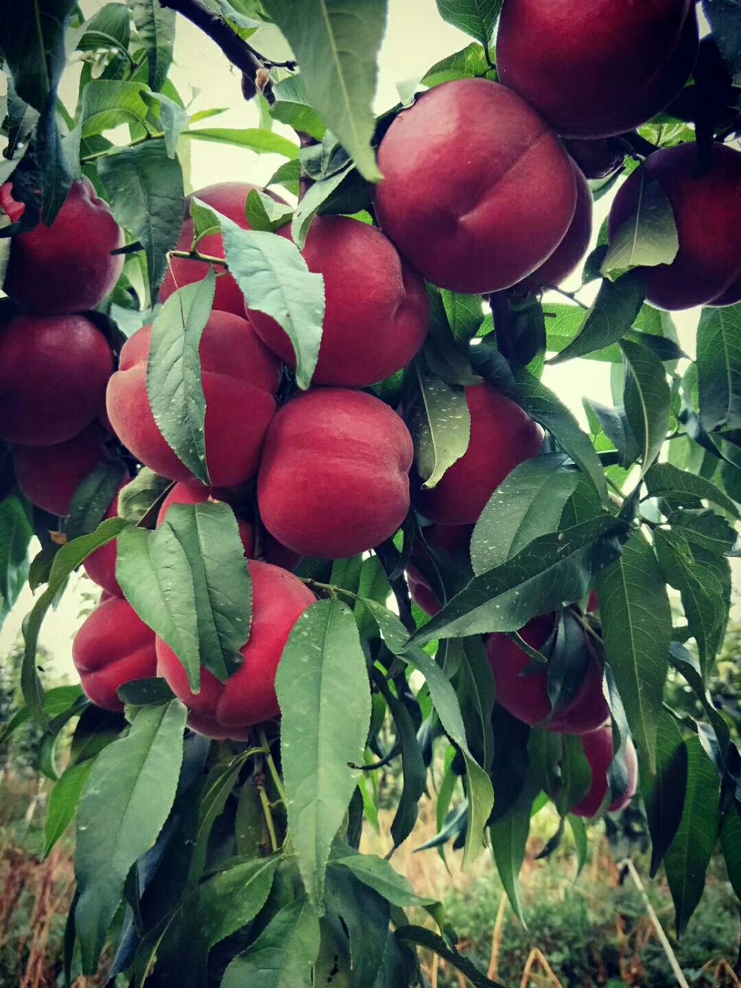 出售玉妃桃树苗 中熟品种 1公分玉妃 秋彤桃树苗 嫁接桃树苗