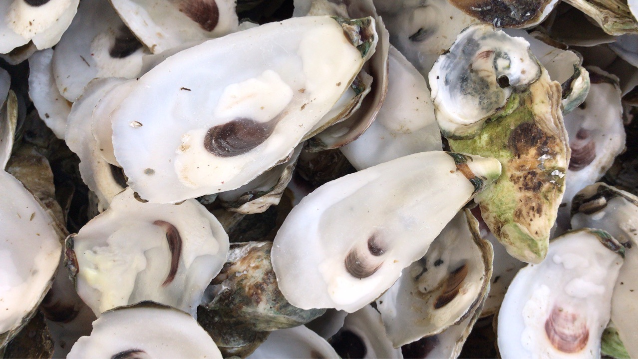 大量批发牡蛎壳上壳 生蚝壳批发上壳 海蛎壳上壳-阿里巴巴