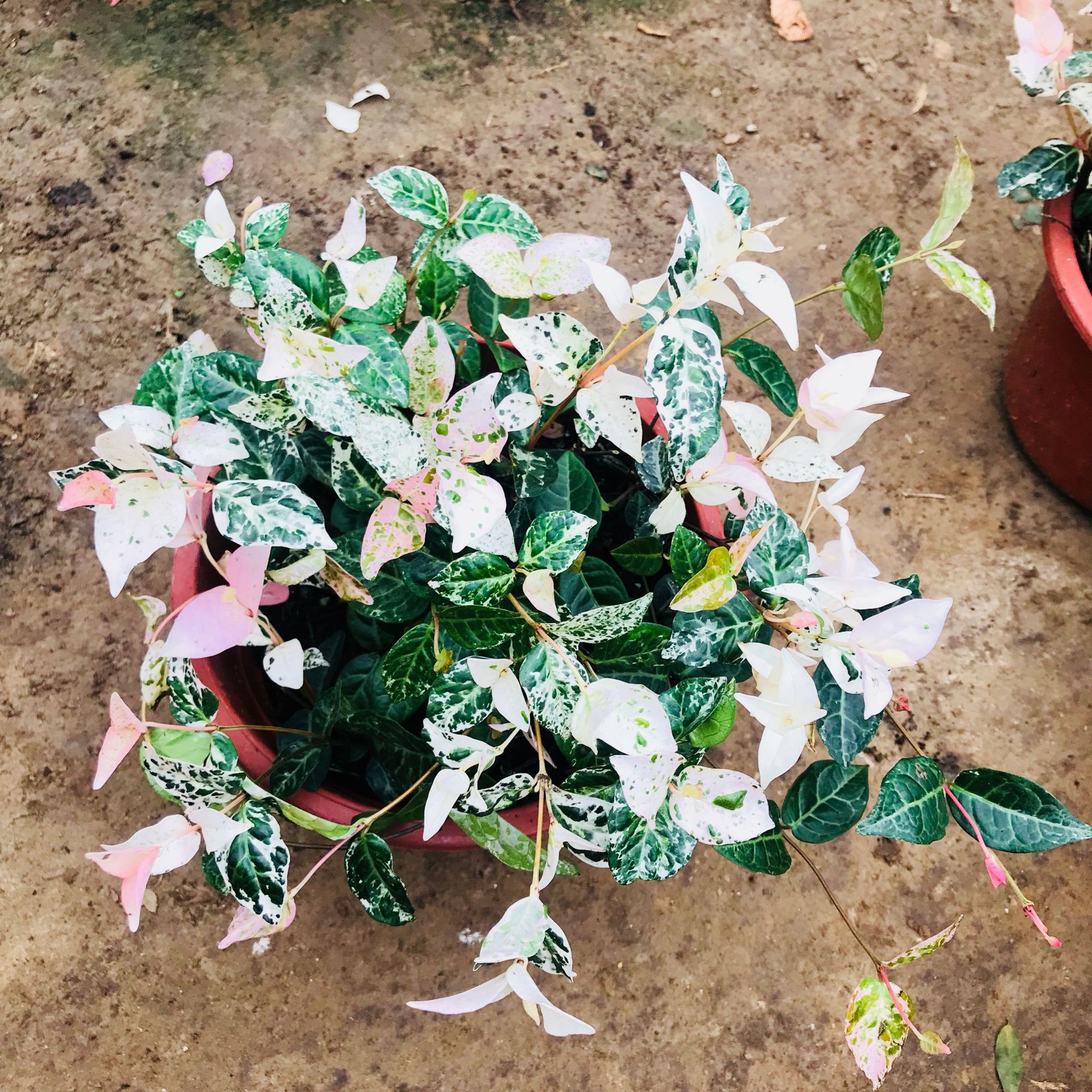 批发花叶络石盆栽彩叶落石吊兰植物 四季阳台庭院盆栽花叶络石销