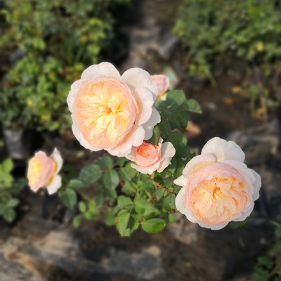 现货日月薰衣草花束-薰衣草花环月季大型藤本丰花 月季花稀少蓝色