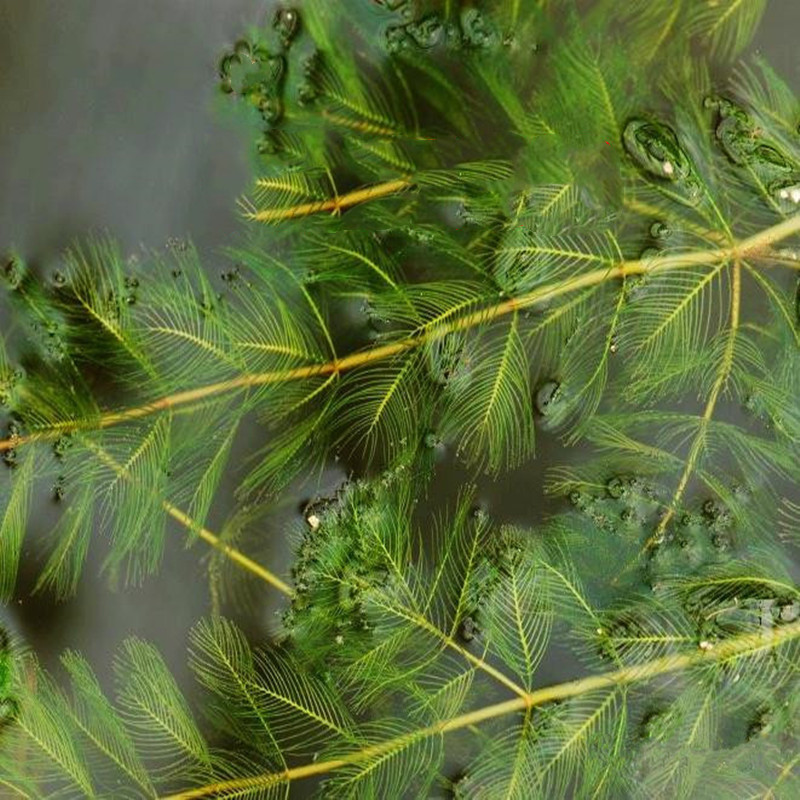 批发 狐尾藻 沉水植物水质净化承接种植养护河道绿化穗花狐尾藻