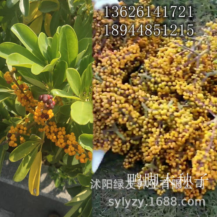 出售 鸭脚木种子 鸭脚木 别名:鹅掌柴,吉祥树