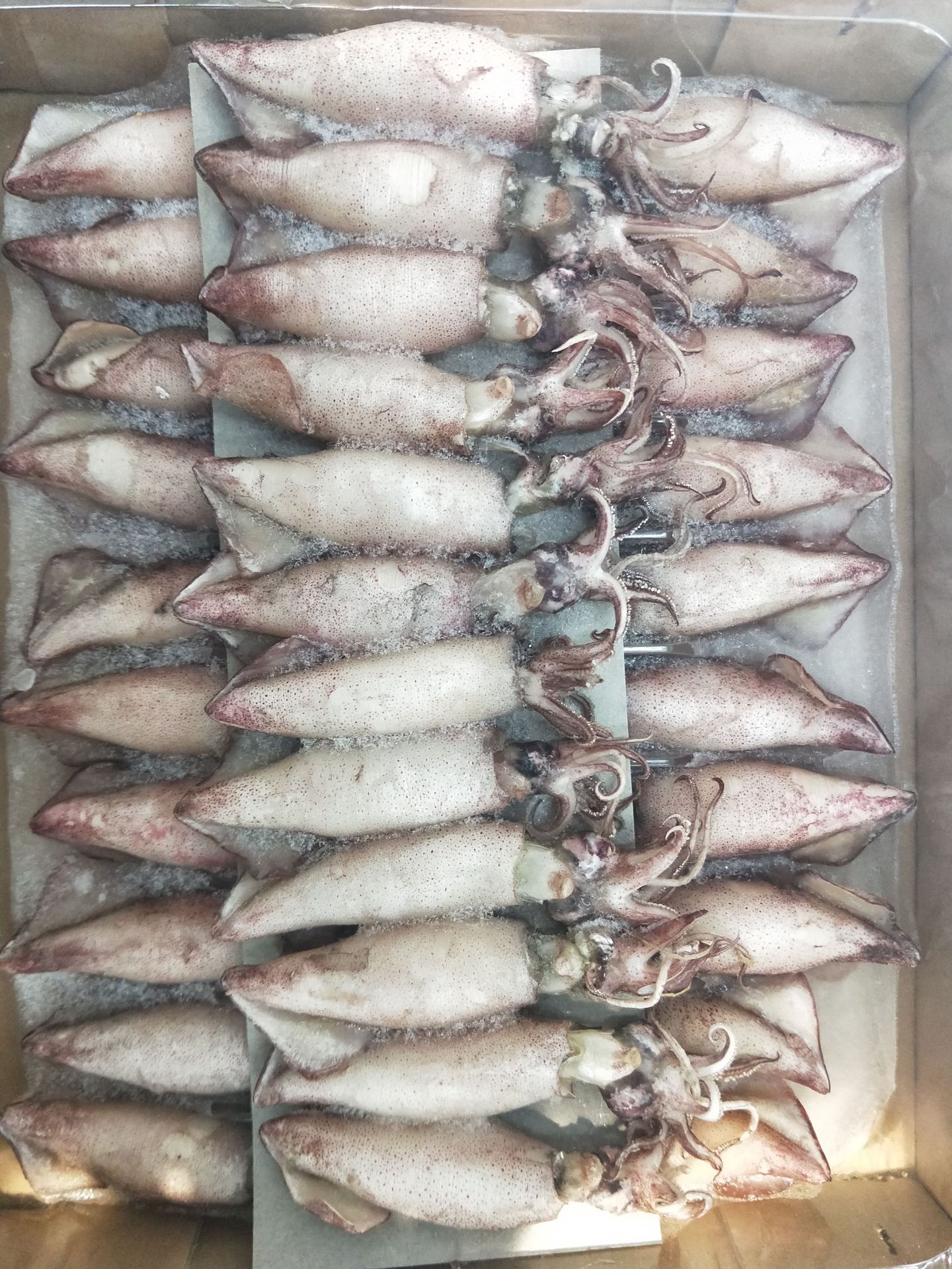 批发供应熟冻全籽籽乌冷冻海兔带籽比管鱼海兔子