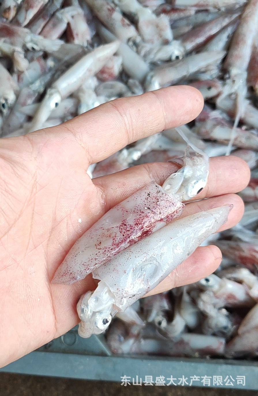 批发野生冷冻小鱿鱼(笔管鱼),规格3-5,5-8厘米,无任何添加