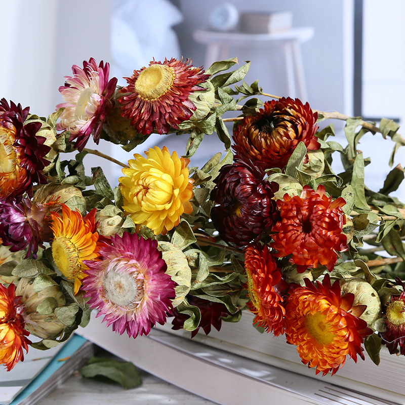厂家供应 干花小蜡菊花束配花装饰花朵插花 风干花朵小蜡菊