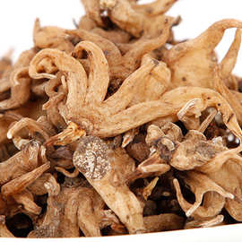 西藏边坝土特产野生手掌参别名佛手掌(500克起批)