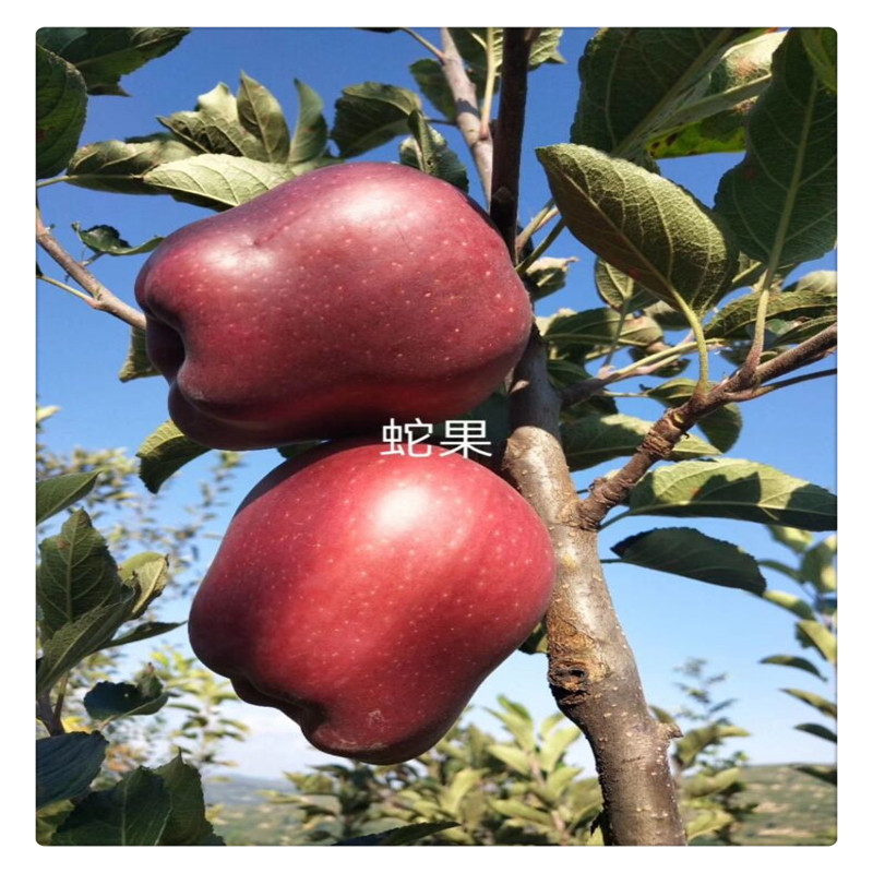美国蛇果苹果苗价格 哪里有卖蛇果苹果苗 长果形 脆甜