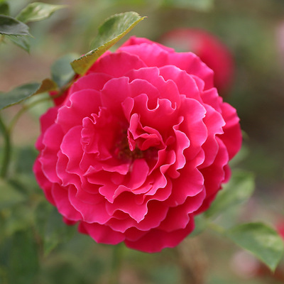 小亦花园【魅力波浪】灌木月季花苗阳台红色大花舞裙波浪边m652