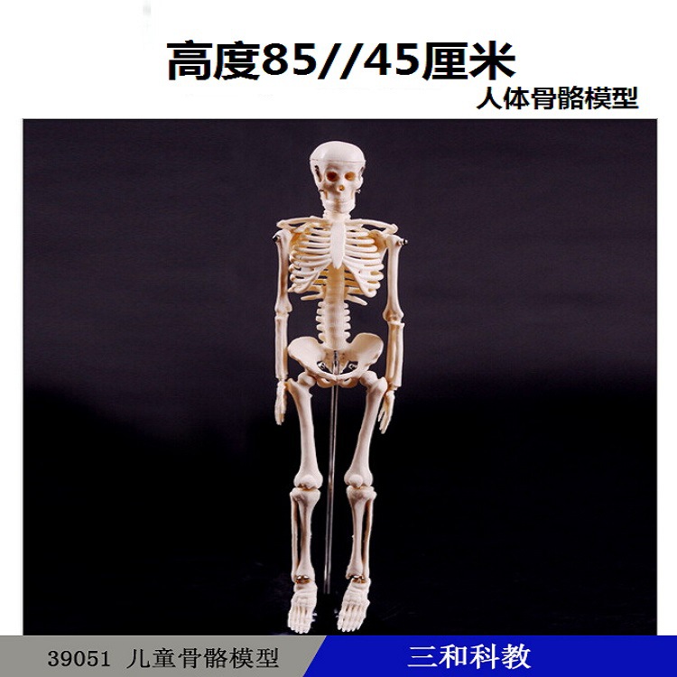 39051儿童骨骼模型人体骨架全身骨骼模型教学仪器生物模型医学