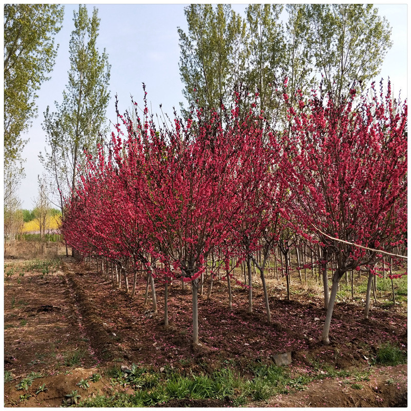苗圃基地供应绿化工程红叶碧桃树苗 3 5 6公分红叶碧桃价格