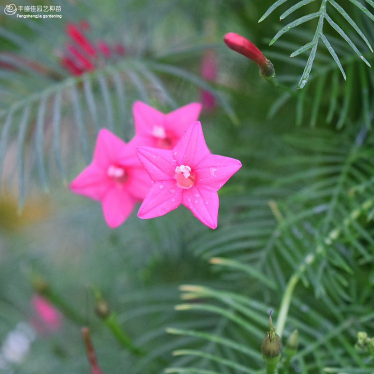 【产地直销零售批发】圆叶羽叶茑萝种子景观绿化易活盆栽阳台