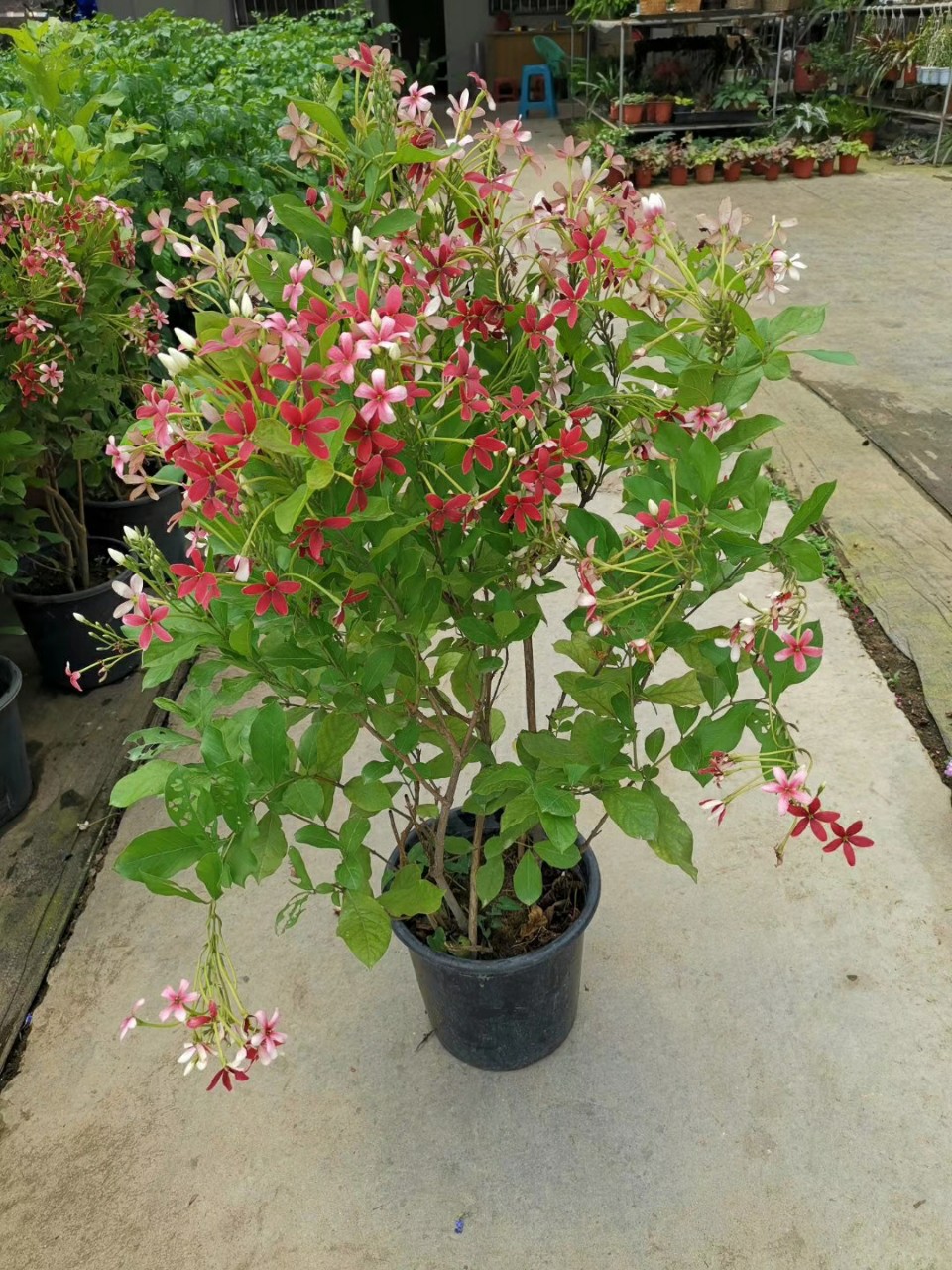 2107基地批发 供应 直立使君子 0.5-1米高 花朵花期长 基地直销