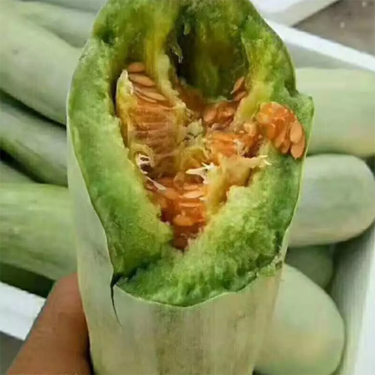 蜜瓜羊角蜜博洋61甜瓜新鲜当季水果羊角蜜香瓜哈密瓜应季现摘现发