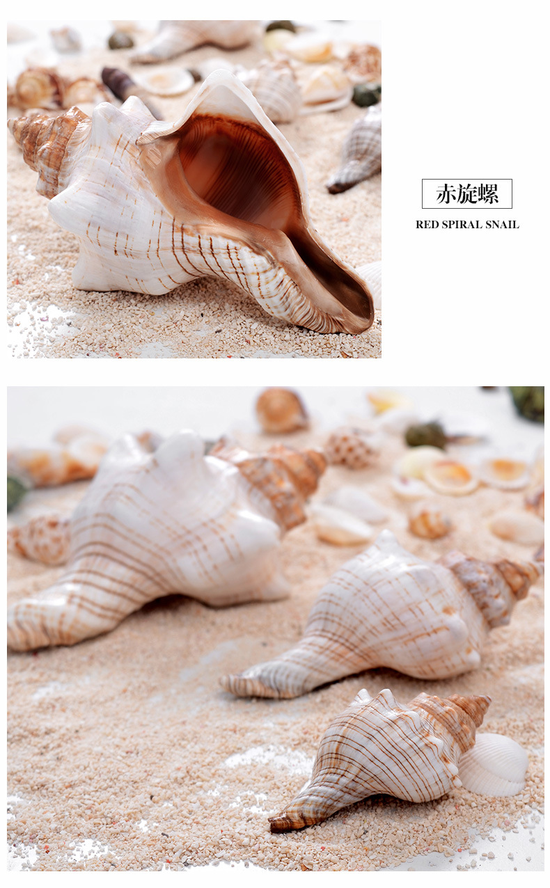 天然贝壳赤旋螺耳朵螺六角海螺婚礼布置拍摄道具鱼缸配饰水族装饰