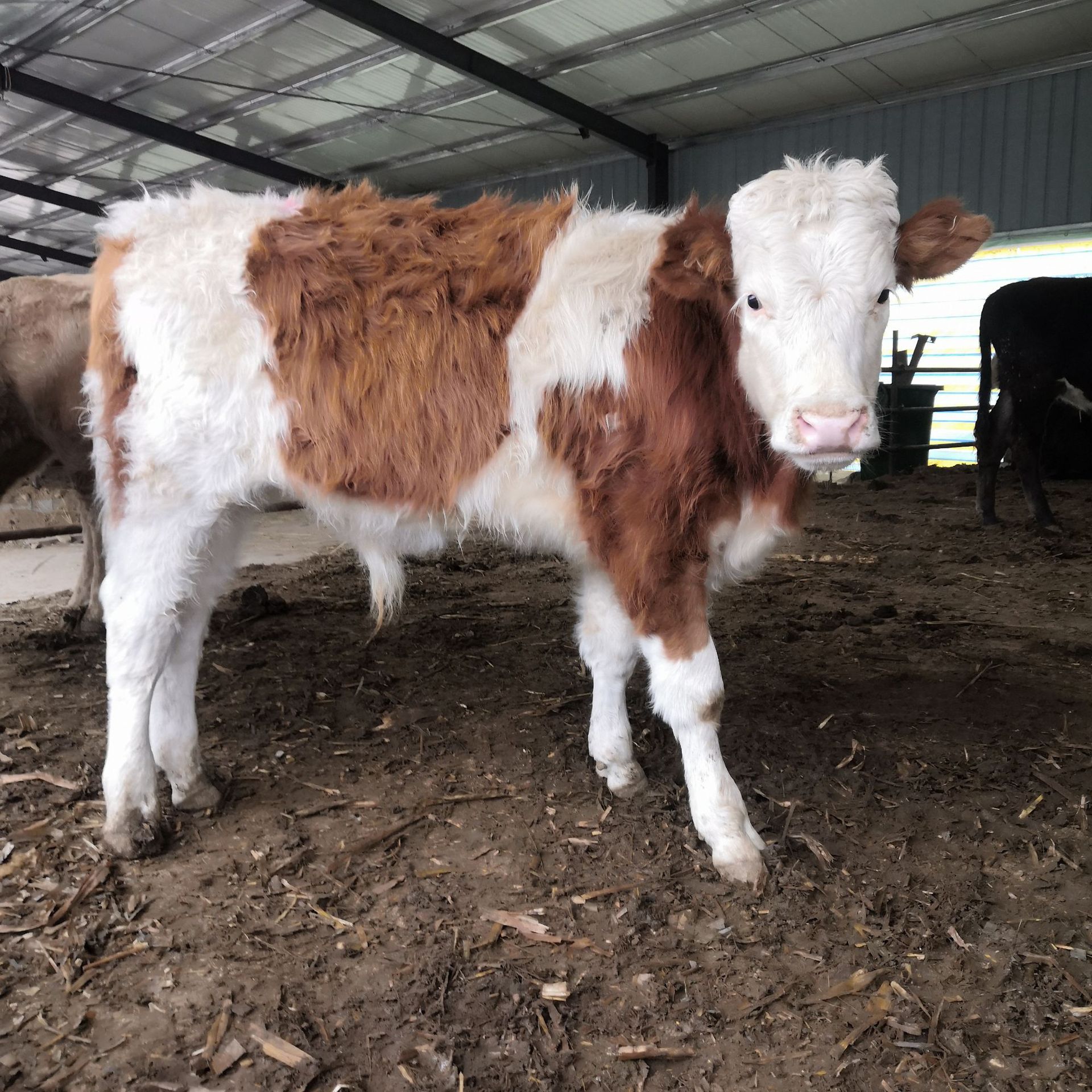 多少大型小牛牛