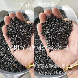 批发萱草种子 大花萱草种子 金娃娃萱草花草