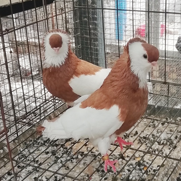 蓝仙女鸽子的价格是多少 红仙女鸽图片 黑仙女鸽子养殖场