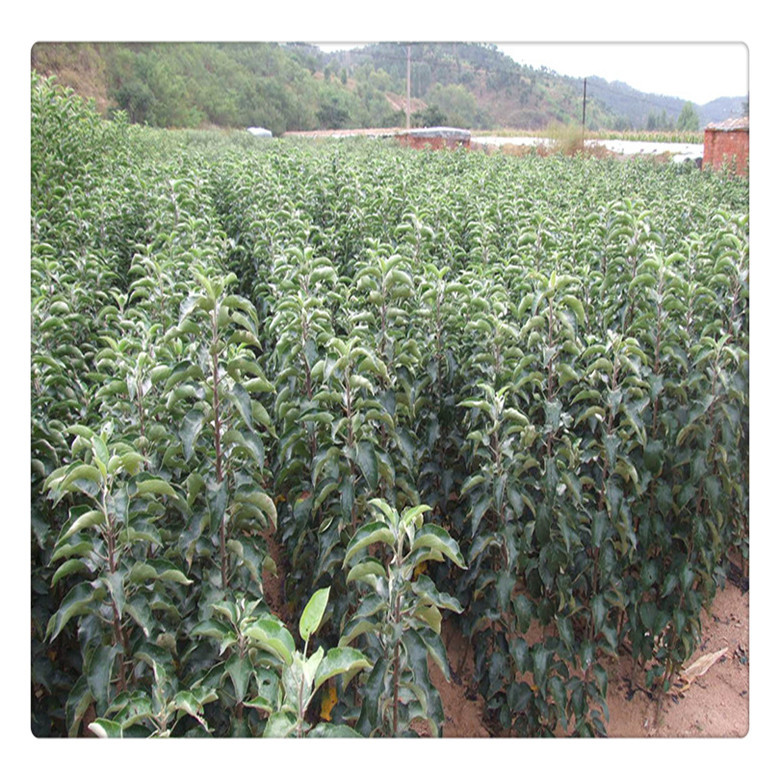 哪里有鸡心果苗鸡心果树苗批发果树苗高产易成活