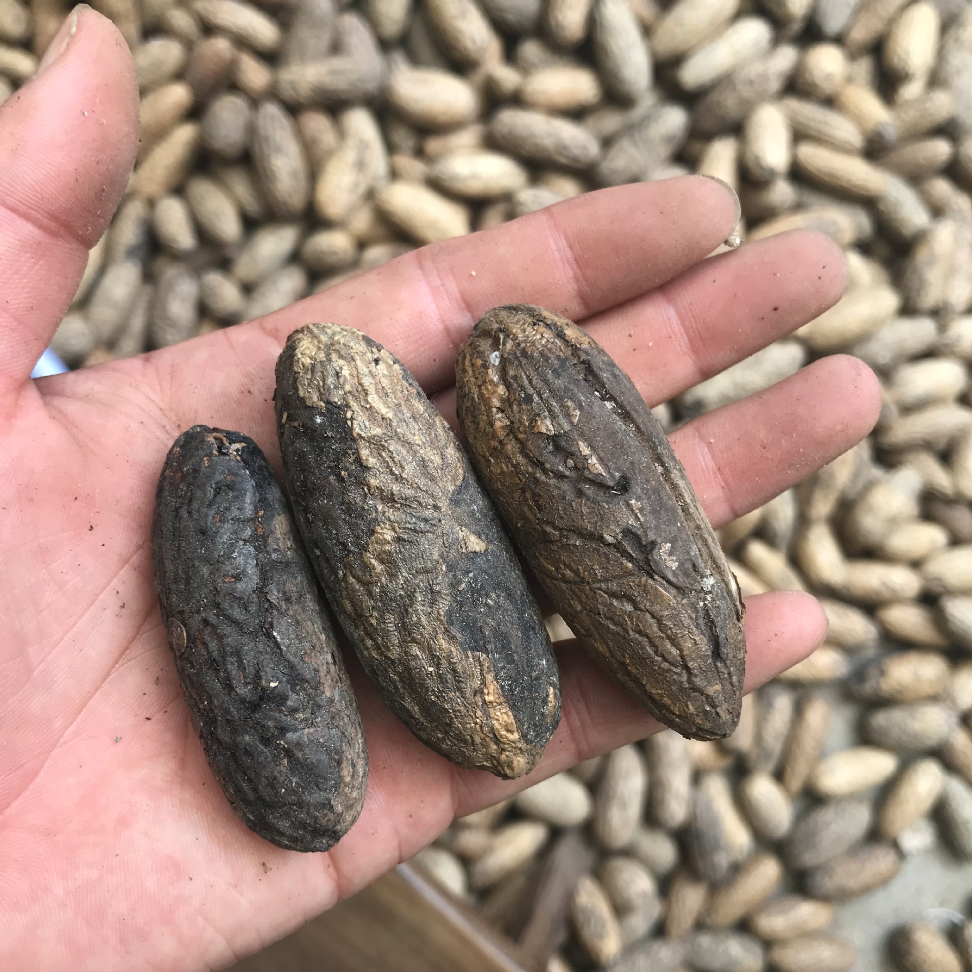 精品千眼菩提子原籽原料红果绿果通货按斤手把件手串风化老果风华