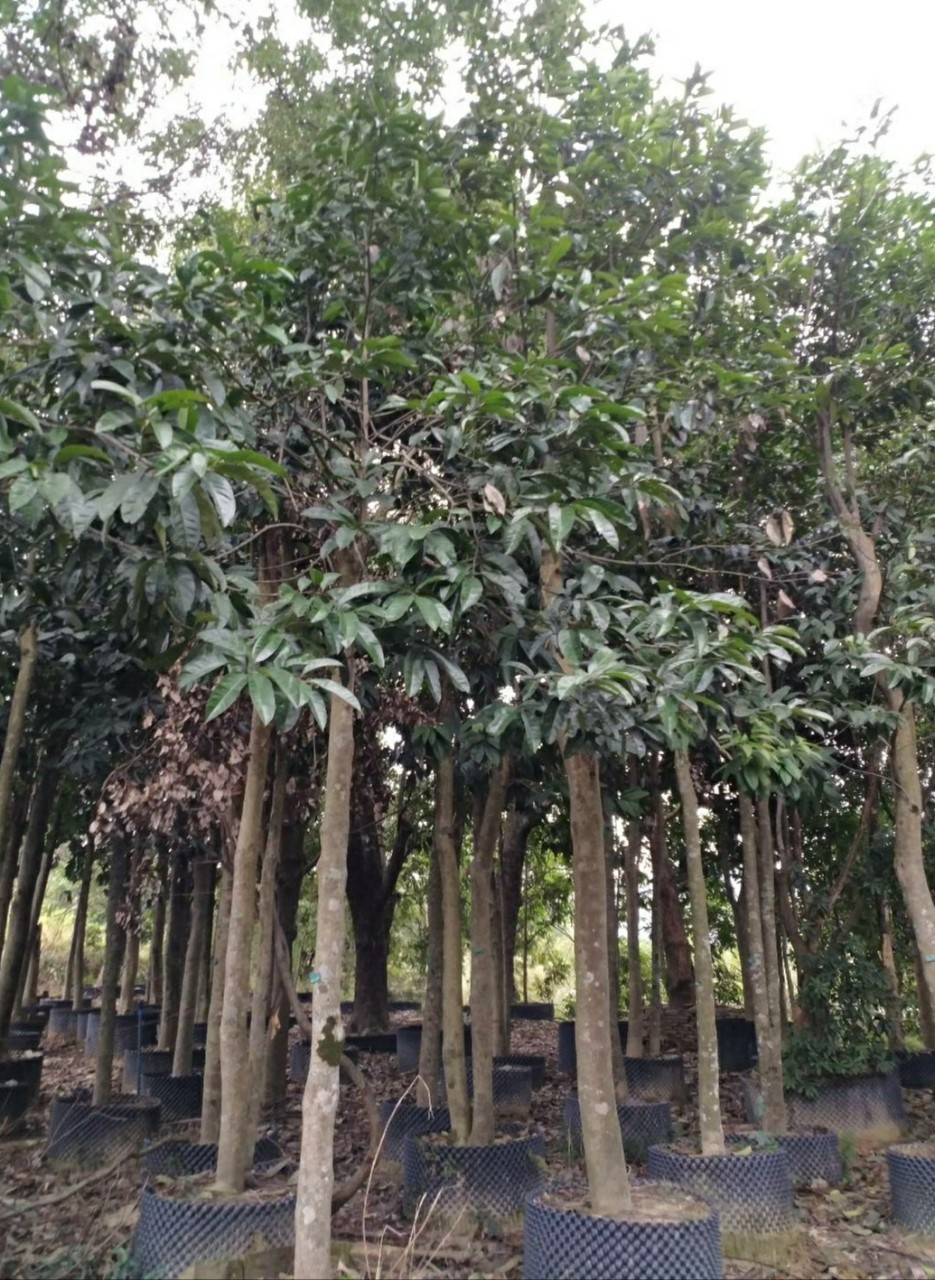 711供应苦丁茶树1520cm假植苗大叶冬青容器苗
