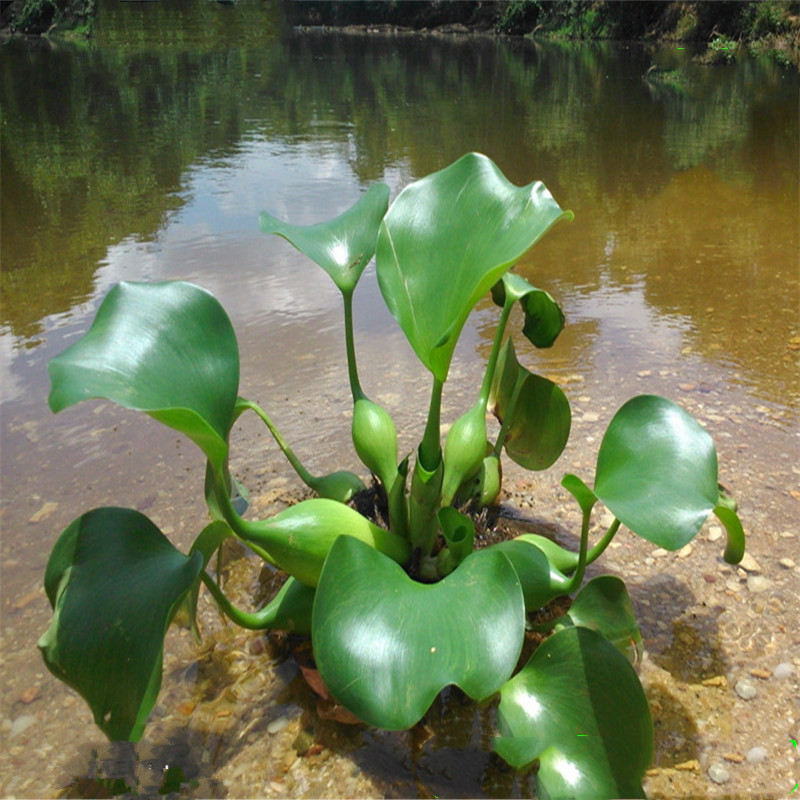 基地批发水葫芦 漂浮性水培绿植 水生漂浮植物 凤眼水浮莲