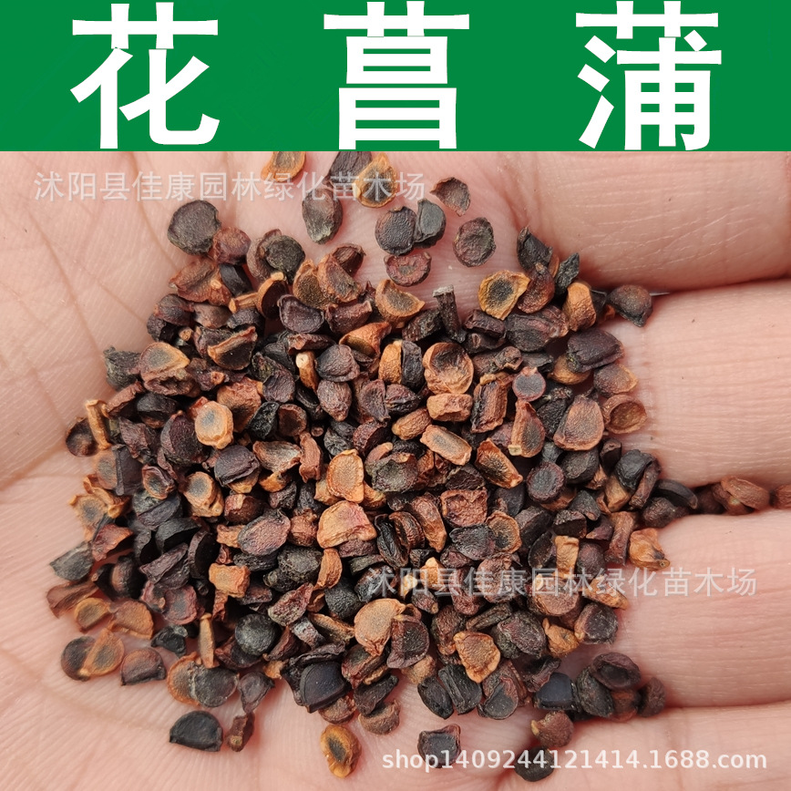 草花种子 优质花菖蒲种子 玉蝉花 水生花卉 菖蒲花种子 1件=1斤