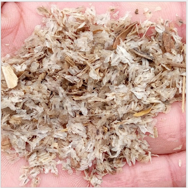 林木种子 批发泡桐种子 毛泡桐树 空桐木水桐桐木树种子