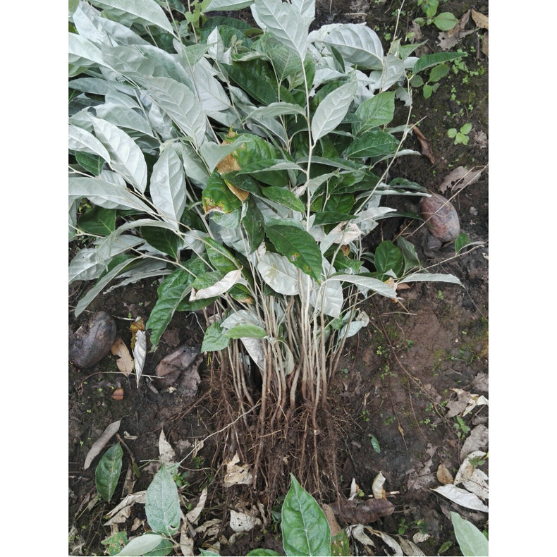 提供嫁接羊奶果苗大果型二号纯甜羊奶果苗羊奶果苗玫瑰苗