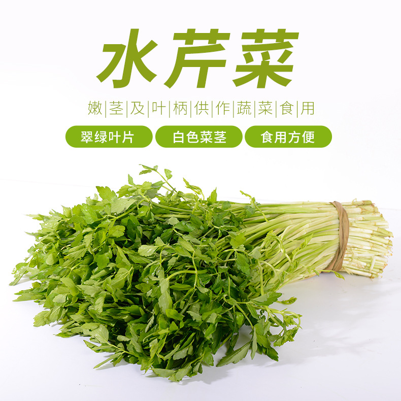 新鲜蔬菜水芹菜当季野芹菜去根带叶山芹菜蜀芹菜小香菜现摘现发